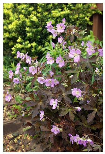 Stauden Gänge 1 x Geranium maculatum 'Espresso' winterhart | Winterharter Bodendecker für Sonne bis Halbschatten, Blüte April bis Juni, mehrjährig, 9x9 cm Topf
