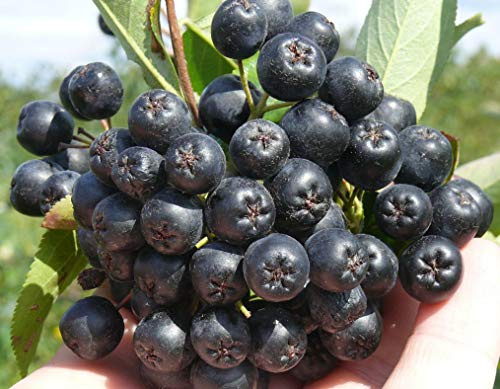 Aroniabeeren 2 Sorten set Aron+Nero, Apfelbeere, 2 Aronia Pflanzen
