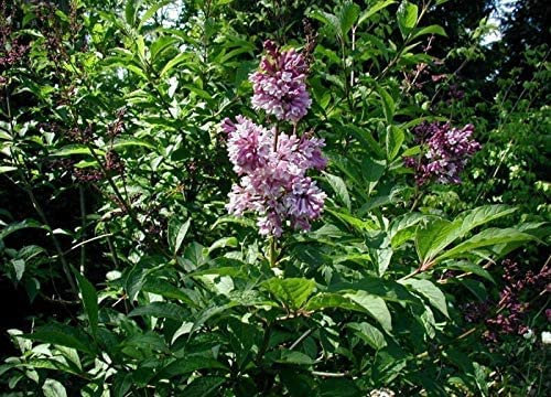 Ungarischer Flieder Syringa josikaea Pflanze 25-30cm Fliederstrauch Rarität