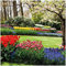 Wallario Glasbild Bunte Blumen und Kirsch-Baum im Park blühen im Frühling - 30 x 30 cm Wandbilder Glas in Premium-Qualität: Brillante Farben, freischwebende Optik