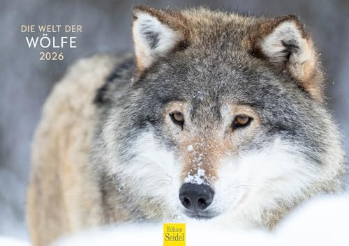 Edition Seidel Premium Kalender Wölfe 2026 Format DIN A3 Wandkalender Tierkalender Tiere Wildtiere Rudel Wolf Wald Natur
