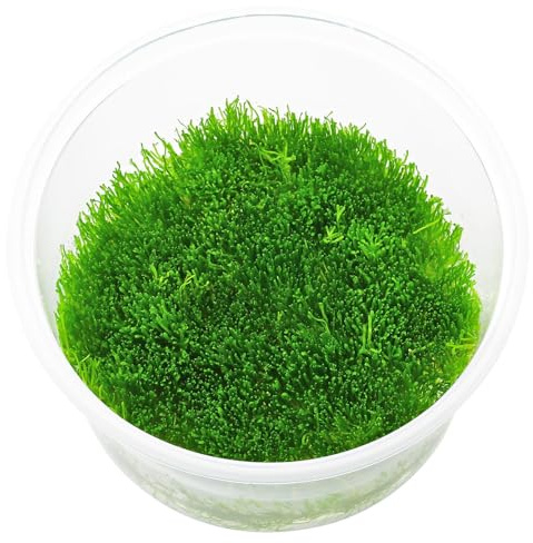 Aquasabi - Riccia fluitans - Teichlebermoos - in Vitro XL 8,5 cm - Moos für Aquarium - in Vitro Aquarienpflanze - Aquascaping