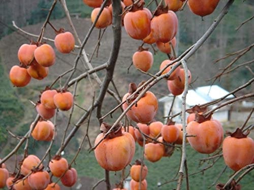 5 Samen von Diospyros Kaki Persimmon Baum