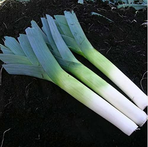 Leek Seeds 'Below-Zero' F1 Hybrid British Bred Hardy Biennial Vegetable Seeds Garden Plants Easy to Grow Your Own Allium Porrum 1 Packet 50 Leek Seeds by Thompson and Morgan
