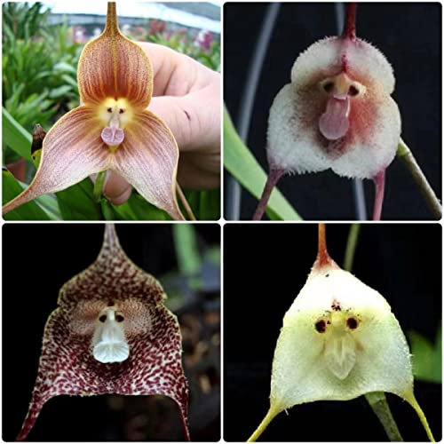 affen orchidee pflanze kaufen samen - dracula simia monkey orchid - Seltene Pflanzen serie - blumenmischung plant balkon garten blumensamen geschenk pflanzen für sonnige plätze 300 Stück