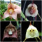 affen orchidee pflanze kaufen samen - dracula simia monkey orchid - Seltene Pflanzen serie - blumenmischung plant balkon garten blumensamen geschenk pflanzen für sonnige plätze 300 Stück