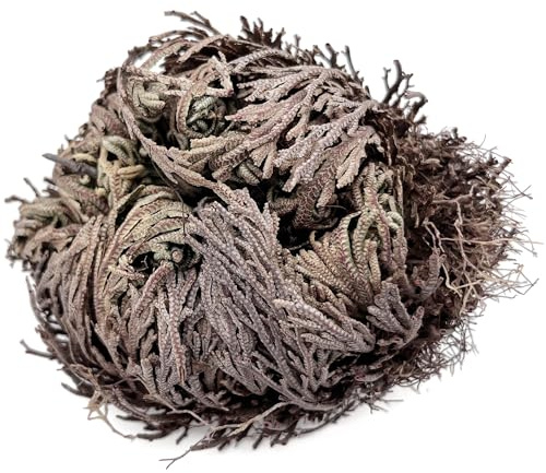 Fangblatt - Rose von Jericho – Selaginella lepidophylla - Auferstehungspflanze - Symbol für Hoffnung & neues Leben - Faszinierendes Geschenk & Zimmerdeko