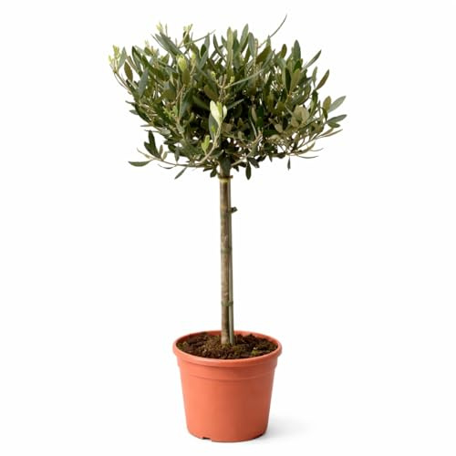 Exotenherz Olea europea - Olivenbaum - 19cm Topf - ca. 70-80cm