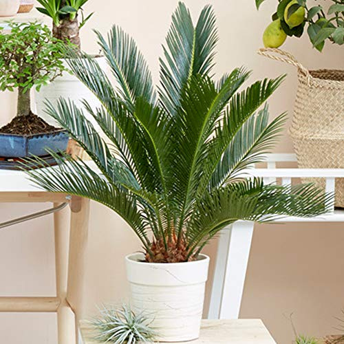 Cycas revoluta Sagopalmfarn | Ideal fürs Zuhause oder das Büro | 30 – 40 cm mit Topf
