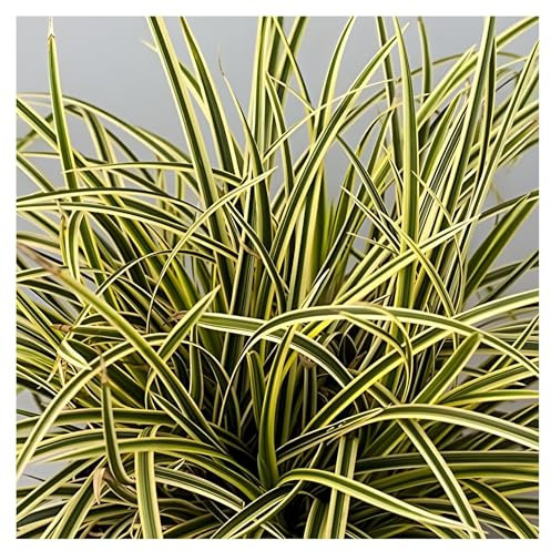 10 x Carex morrowii 'Vanilla Ice' im 1 Liter Topf (Ziergras/Gräser/Winterhart/Mehrjährig/Immergrün/Bodendecker) Bunte Japan Segge - Elegantes Weiß trifft auf frisches Grün - von Stauden Gänge