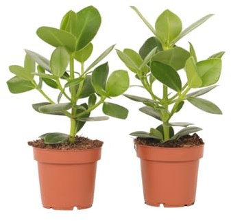 Plant in a Box - Clusia rosea Princess - Set di 2 - Vaso 12cm - Altezza 25-35cm - Piante d'appartamento che purificano l'aria