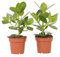 Plant in a Box - Clusia rosea Princess - Set di 2 - Vaso 12cm - Altezza 25-35cm - Piante d'appartamento che purificano l'aria