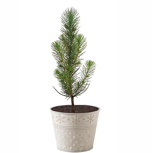 Seedeo Geschenk-Edition Baum im Sternentopf – 2-jährige Jungpflanze Mittelmeer-Pinie (Pinus pinea)