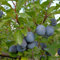 Pflaume The Czar 60-80cm - Prunus domestica