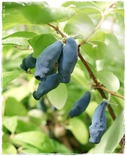 Pianta di Mirtillo Siberiano LONICERA KAMTSCHATICA ‘KALINKA’ in vaso Ø 17 cm h. 50/60 cm