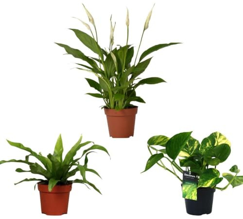 Set 3 Piante Purifica Aria da Appartamento, Vaso Ø12cm, Altezza 20-45cm | Mix di Piante Vive da Interno | Facile da Curare | Purifica l'Aria | Ideale per Arredo Casa e Ufficio | Idea regalo Green