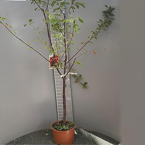 SAVINI VIVAI Pianta di Ciliegio Amarena Piante da Frutto in Vaso 22-24 cm 2-3 Anni Altezza 130-150 cm Made in Italy