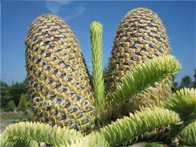 Abies Samen, koreanische Tanne, Nordmannstanne (Weihnachtsbaum, Conifer) Samen Baum. Haus-Garten Bonsaipflanzen und Blumen-Samen 100 PC-14