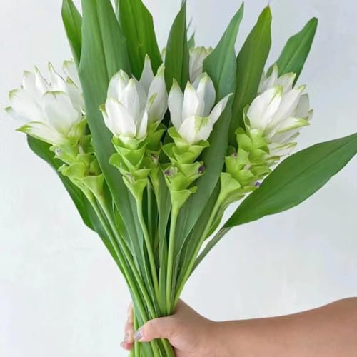 500 pcs kurkuma samen zum einpflanzen, curcuma samen, wildblumen, winterharte stauden (Curcuma alismatifolia) gastgeschenk blumensamen, balkon beet winterharte blumen, garden Wasserpflanzen,