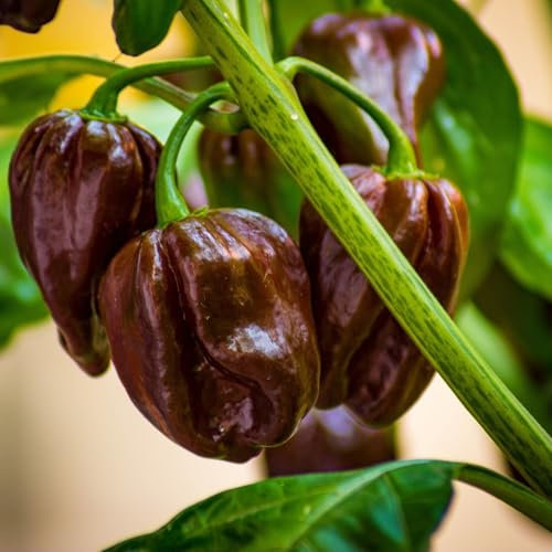 Semillas De Ají Habanero Chocolate - Planta de Chile Picante Variedad de Semillas Garantizada Polinizada Abierta