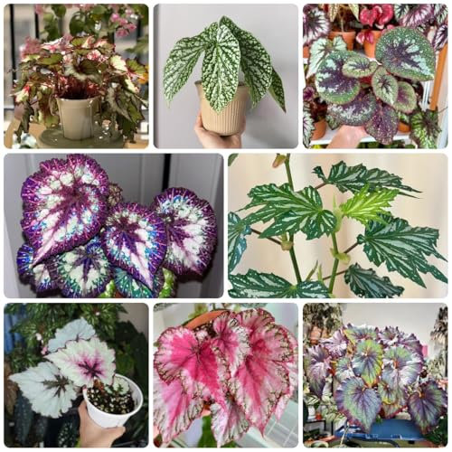 Semi di begonia piante da balcone semi di begonia copertura del terreno, permanente, perenne resistente, piante esotiche da giardino in erba ornamentale prato fiorito 20pcs