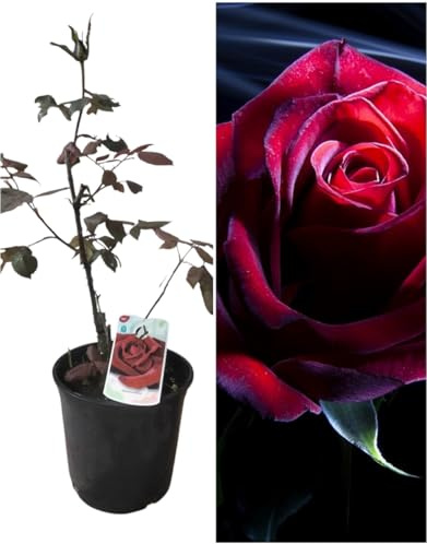 Planta natural Rosal de Flor Perla Negra, 30-40 cm. Flores muy aromaticas. Atrae polinizadores, decora el jardín y mejora el bienestar emocional. Segura Garden