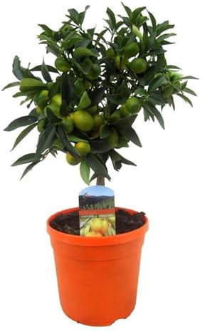 Naranjo Chino Natural Crea un Rincón Cítrico en tu Propio Patio con Kumquats