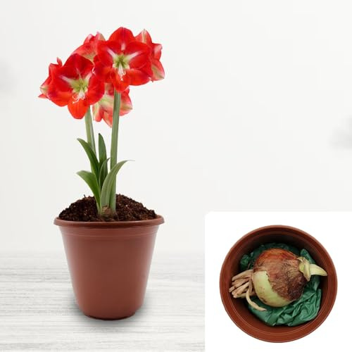 Amaryllis Hippeastrum Geschenkset mit Topf und Kompost - kultiviert für britische Klimabedingungen - inklusive Kunststofftopf und Blumenerde (1 x gestreift)