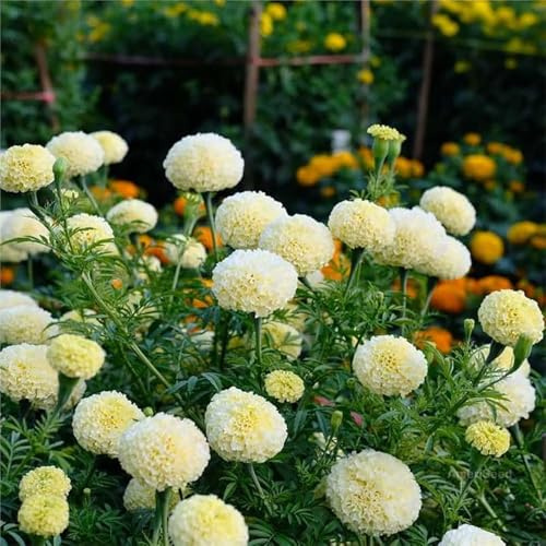 100+ Moonlight Marigold Seeds Tagetes Cream White Flowers Planting