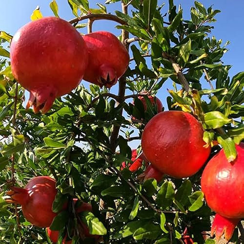 Pianta Melograno vaso 17 H80-150cm arbusto che produce Frutti Grossi e Dolci