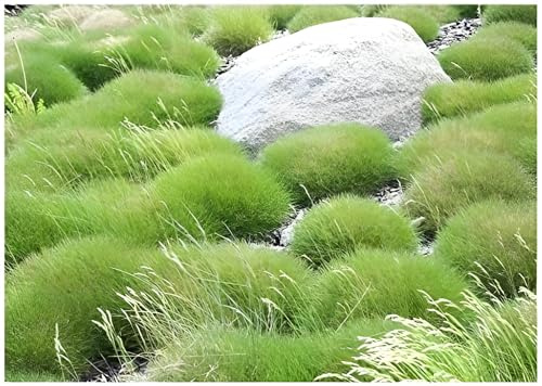 Stauden Gänge 25 x Festuca gautieri 'Pic Carlit' Bärenfellgras winterhart | Bärenfellgras – immergrünes, winterhartes Ziergras & Bodendecker für Sonne bis Halbschatten, mehrjährig, 9x9 cm Topf