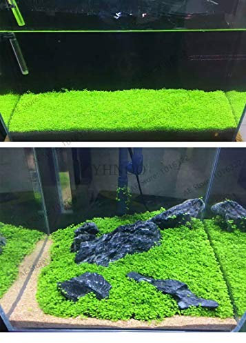 Pinkdose ! Genuine 500 Pezzi Acquario Pesce Glossostigma Hemianthus callitrichoides Bonsai Acqua Erba Mini Foglia Diretta pianta Serbatoio Decorazione, U: Mix