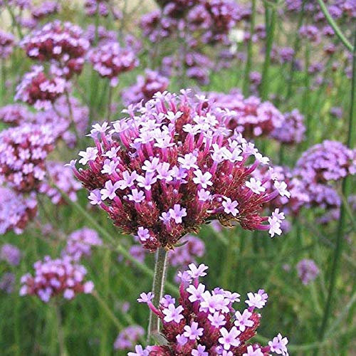 Potseed Verbena Bonariensis Appx 500 Samen Argentinisches Eisenkraut Staude