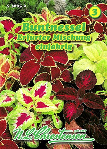 Coleus blumei, Buntnessel, Erfurter Mischung N.L.Chrestensen Samen 536950-B
