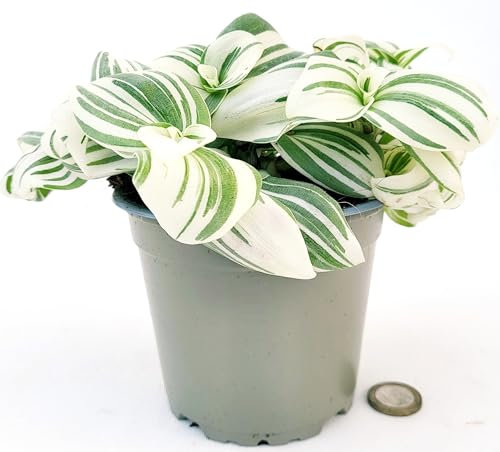 POWERS TO FLOWERS - TRADESCANTIA NANOUK BIANCA, VASO 12CM, pianta vera