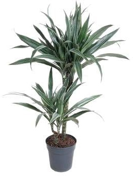 Fresh Plants - Plante d'intérieur - Dracaena 'Warneckei' - Pot Ø 19 cm - Hauteur env. 100 cm