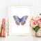 Din A4 Kunstdruck ungerahmt - Schmetterling Butterfly Falter Aquarell blau lila, Deko, Geschenk Druck Poster Bild