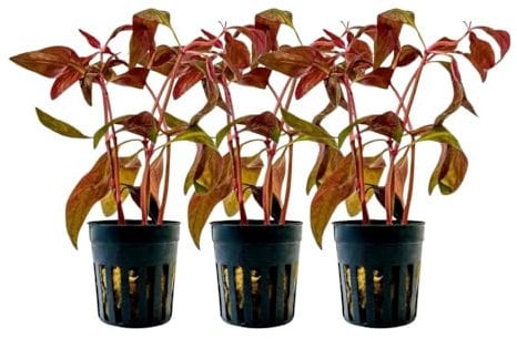 AquaOne Aquarium Pflanze 3 Stück Alternanthera Lilacina 'Purple' 'Lila' I Wasserpflanze Aquariumpflanze Stängelpflanze voll durchwurzelt Aquascaping Dekoration