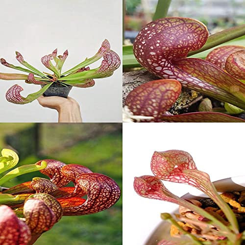 sarracenia purpurea samen,Schlauchpflanze Kannenpflanze,fleischfressende pflanzen Sukkulenten succulent plants,gewächshaus balkon geschenke ältere menschen dekopflanzen winterhart draußen 100 Stück
