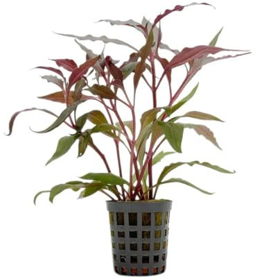 Aqua Essentials Alternanthera cardinalis - Background Aquarium Plant