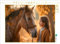 CALVENDO Puzzle Mein Pferd | 1000 Teile Lege-Größe 64 x 48 cm Foto-Puzzle für glückliche Stunden