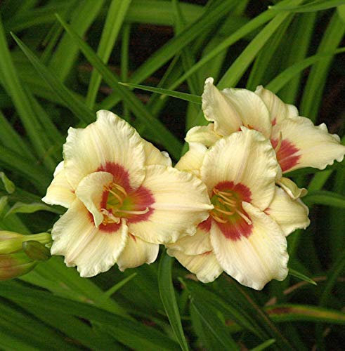 Taglilie Pandoras Box - Hemerocallis - Gartenpflanze