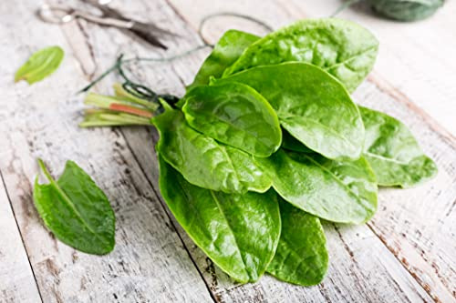500 Samen großer Sauerampfer Rumex acetosa winterhartes Wild Gemüse Kräuter