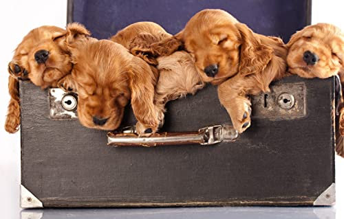 Villainous Puzzle 1000 Teile Spaniel-Welpe Intelligenz-Stressabbau-Spiel 38 x 26 cm