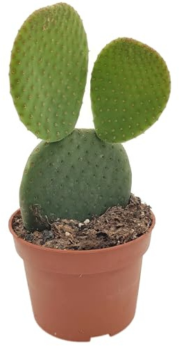 Fangblatt - Opuntia microdasys inermis - exotischer Hasenohr-Kaktus OHNE Dornen - pflegeleichte Zimmerpflanze