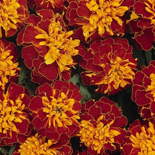 Bonanza Series French Marigold Harmony (Bronze w/Gold) 100 Seeds – Coated | Tagetes patula | Compact 8–12 Plants with 2 Blooms | Heat & Drought Tolerant | Annual Flower for Beds, Borders & Container