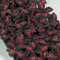 Portal Cool Paquete de semillas: Reyes Semillas - coleo Negro Dragon - 100 semillas
