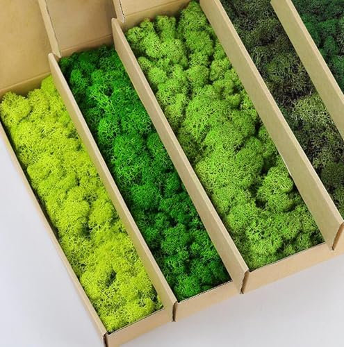 prefleur 5 Farben Mix Pack konserviert Rentiermoos Natur Grün DIY Kit Gartenarbeit Kunst Wand Dekor Florist Dekor (0,45 kg) (Grün-01 Grün-02 Grün-03 Grün-06 Grün-12)