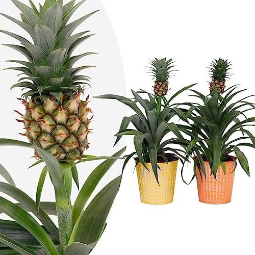 Happy Plants Ananas Pflanze Bromelie - 2 Stück I pflegeleicht & mehrjährig, Zierpflanze Zierananas blühende-Zimmerpflanze Grünpflanze tropische-Pflanze für die Wohnung (mit Töpfen)