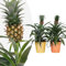 Happy Plants Ananas Pflanze Bromelie - 2 Stück I pflegeleicht & mehrjährig, Zierpflanze Zierananas blühende-Zimmerpflanze Grünpflanze tropische-Pflanze für die Wohnung (mit Töpfen)